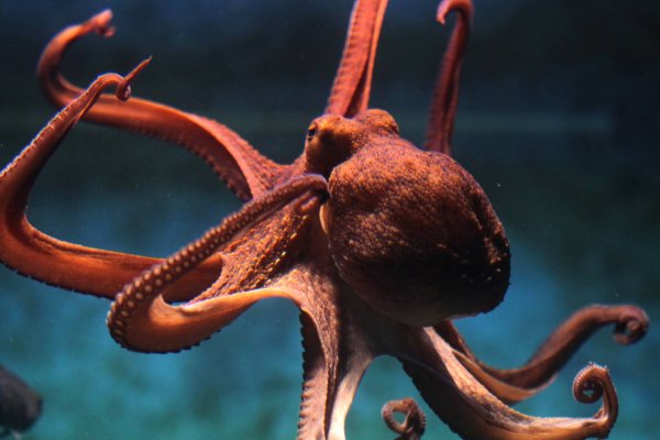 Kraken 14at