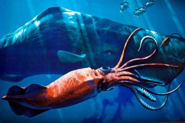 Kraken пользователь не найден при входе