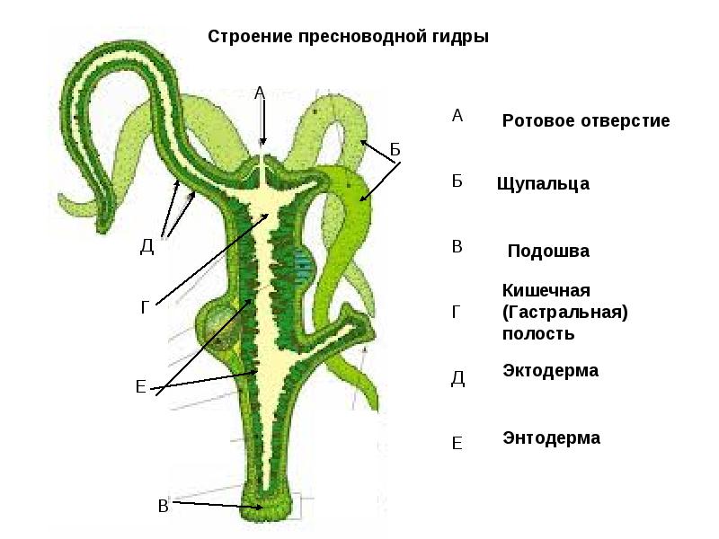Кракен kr2web in